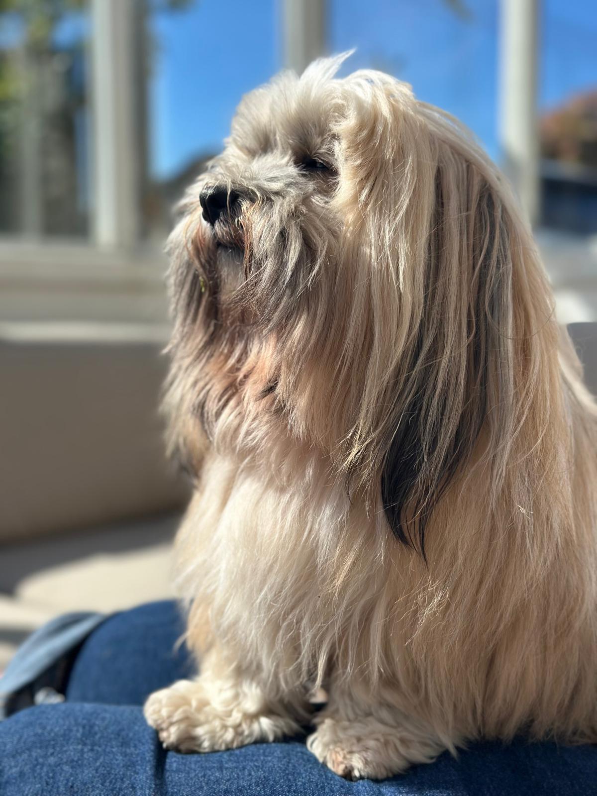 Hond met lange vacht in het zonlicht